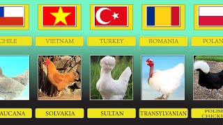 Chicken Breeds From Different Countries [upl. by Iruy]