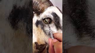 Pashu ki ankh me yeh kya hua🫣 rooftop goat farming earn facts pets animals [upl. by Muncey]