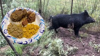 Trapped A Wild Boar Pig  Catch amp Cook Pork Gravy Sweet Corn And Smothered Okra [upl. by Ramed165]