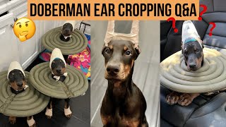 DOBERMAN EAR CROPPING QampA [upl. by Nabru]