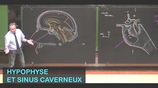 Anatomie de lhypophyse et des sinus caverneux Neuroanatomie 14 [upl. by Lenahtan29]