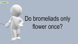 Do Bromeliads Only Flower Once [upl. by Haye]