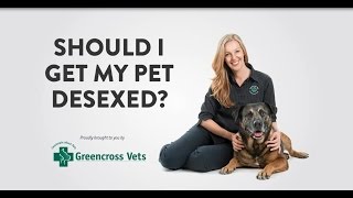 Greencross Vets  Should I Get My Pet Desexed [upl. by Ranjiv510]