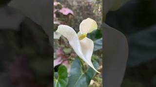 Anthurium 🤍 White Color 😍 anthurium plants plantation shorts [upl. by Thetos]