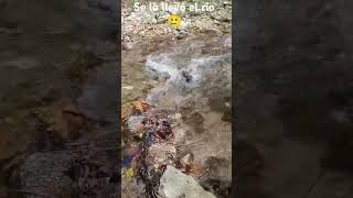 rio se lleva a perro minipincher [upl. by Llenral]