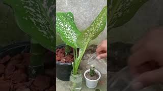 Dieffenbachia Tropic Snow Propagation for Beginners Even You Can Do It [upl. by Bronny]