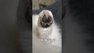 Toe beans [upl. by Reta]