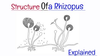 Rhizopus  Microorganisms  Biology [upl. by Anuait]