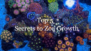 Top 5 Tips to ZOA Growth Color and Size in my Nano Reef Tank Zoa Garden The Secret to Zoanthids [upl. by Eilime]