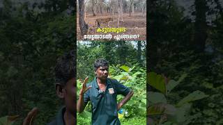 കടുവയുടെ വേട്ടയാടൽ എങ്ങനെ  Parambikkulam Tiger Reserve  Forest Trekking shorts [upl. by Beesley951]