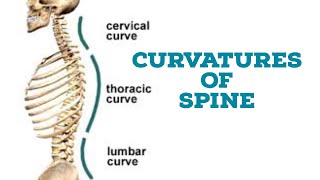 Curvatures of vertebral column [upl. by Ahsuoj]