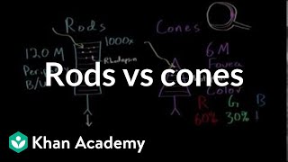 Photoreceptors rods vs cones  Processing the Environment  MCAT  Khan Academy [upl. by Okihcas270]