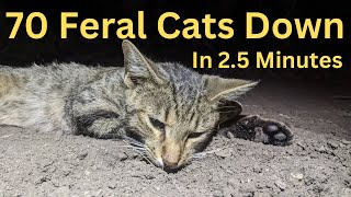 Saving thousands of Native Animals  70 Cats Down In 2 12 Minutes [upl. by Eleahcim]