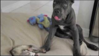 Cane Corso puppy Italian Mastiff and a Ferret [upl. by Fausta970]