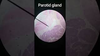 Parotid Gland [upl. by Osyth332]