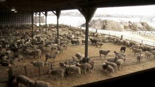 Ontario Lamb Farming [upl. by Goer957]