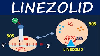 Linezolid Zyvox  Mechanism side effects and uses [upl. by Aufa]