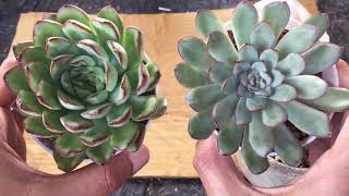 ECHEVERIA MEXICAN PULIDONIS VS ECHEVERIA PULIDONIS SUCCULENT CARE TIPS [upl. by Inaffit]