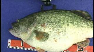 Manabu Kurita World Record Largemouth Bass [upl. by Annahsal]