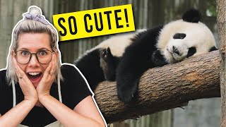 Seeing pandas in China for the FIRST time [upl. by Dylane]