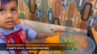 FENUGREEK DESTEMMING ACTIVITY 202425  JUNIOR KG  B  ST MARYS SCHOOL  DHULE  CBSE [upl. by Anirret]