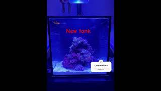 New 15 Gallon Nuvo fusion tank for the clownfish and shrimp from Innovative Marine nuvofusion fish [upl. by Nygem]