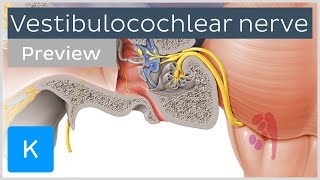 Vestibulocochlear nerve anatomy and function preview  Human Neuroanatomy  Kenhub [upl. by Aroc336]