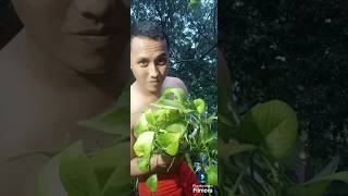 My Pothos plants pothos pothosvarieties gardenplants plantito [upl. by Idnem]