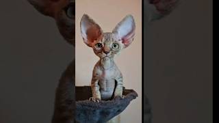 Big Ears😺 cat comicalpets funny laughingpets funnycats laughoutloudpets cute pets animals [upl. by Adonis]