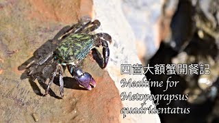 四齒大額蟹開餐記 Mealtime for Metopograpsus quadridentatus [upl. by Savick]