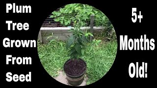 How To Grow Plum Trees From Seed Just Over 5 Months Old [upl. by Abdel]