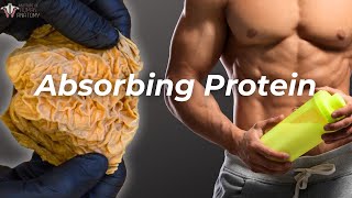 From Mouth to Muscle How Your Body Absorbs Protein [upl. by Yaya905]