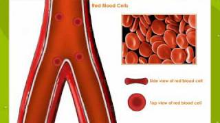 Types Of Blood Cells [upl. by Mundford275]