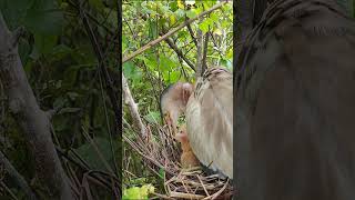 Amazing Bittern Birds Nest birds reviewbirdnest birdhome [upl. by Ahsieat818]