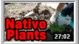 Native Plants  Wisconsin Garden Video Blog 525 [upl. by Dieter]