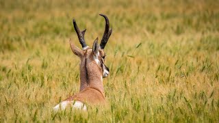 Pronghorns of 24 [upl. by Hahnert]