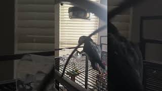 Rudy trying to get whats inside the glass😂SUBSCRIBE🦜 [upl. by Ragde]