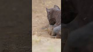 Most adorable baby hyena in Kruger Park [upl. by Zeph]