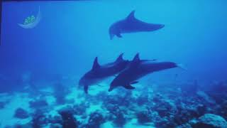 CBeebies Daydreams Little Daydreams 1 Peaceful Dolphins Blush [upl. by Aicitel989]