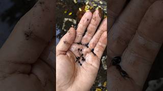 Machliya aur Tadpoles ka difference  Fishing In Pond fish fishing amazingfishing [upl. by Annotahs]