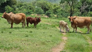 3000 head of Cattle Feedlot For Sale Naboomspruit [upl. by Adehsor]