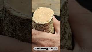 New grafting tree rare collection l grafting shorts [upl. by Lustick145]