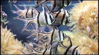 Banggai Cardinal  Pterapogon kauderni [upl. by Eislrahc]