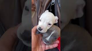 Omg Ye Kya Hua 😱  Pitbulldog amp daily vlogs  shorts [upl. by Ulda]