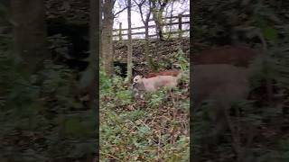 ferreting hunting rabbiting lurcher fieldsports workingdog huntingdog [upl. by Dranyer263]