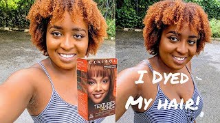 How to Dye BLACK Natural Hair LIGHT GOLDEN BROWN  NO BLEACH [upl. by Yenwat]