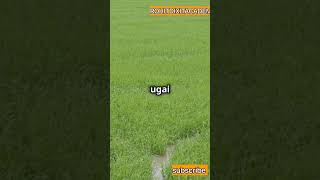 Godavariदक्षिण की गंगाGodavari factsRohit Dixit Academy facts godavari godavaririver [upl. by Anilek70]