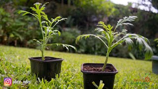 BEGINNERS GUIDE  PROPAGATION OF MARGUERITE DAISIES  ARGYRANTHEMUM [upl. by Murdocca]