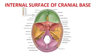 Internal Surface of Base of Skull Cranial Cavity [upl. by Attirb]