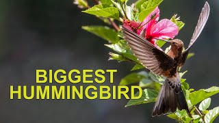 Biggest Hummingbird in the World The Giant Hummingbird [upl. by Tifanie]